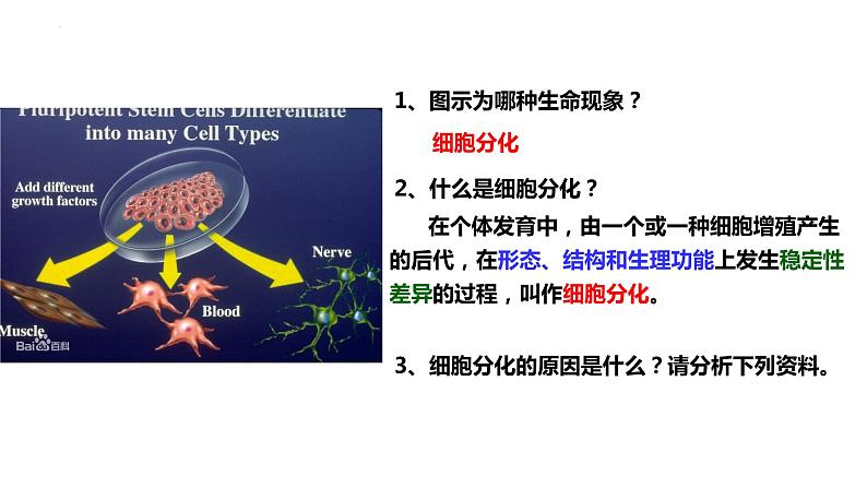 新教材备战高考生物一轮复习全考点精讲课堂  第09讲 细胞分化、衰老和死亡（课件）05