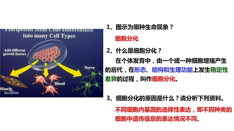 新教材备战高考生物一轮复习全考点精讲课堂  第09讲 细胞分化、衰老和死亡（课件）08