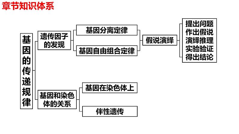 新教材备战高考生物一轮复习全考点精讲课堂  第10讲 基因的分离定律（课件）02