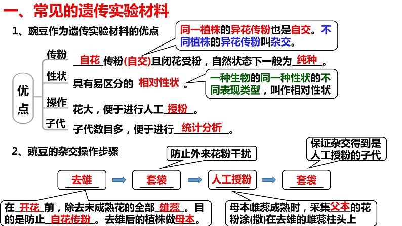 新教材备战高考生物一轮复习全考点精讲课堂  第10讲 基因的分离定律（课件）05