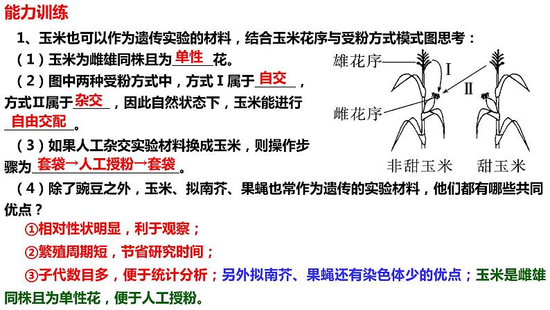 新教材备战高考生物一轮复习全考点精讲课堂  第10讲 基因的分离定律（课件）06