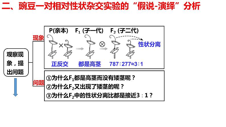 新教材备战高考生物一轮复习全考点精讲课堂  第10讲 基因的分离定律（课件）07