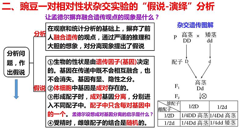 新教材备战高考生物一轮复习全考点精讲课堂  第10讲 基因的分离定律（课件）08