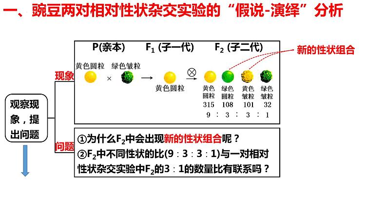 新教材备战高考生物一轮复习全考点精讲课堂  第11讲 基因的自由组合定律（课件）第5页