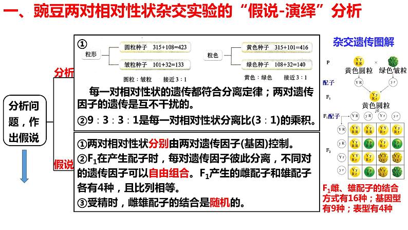 新教材备战高考生物一轮复习全考点精讲课堂  第11讲 基因的自由组合定律（课件）第6页