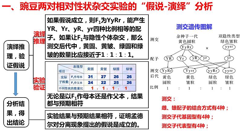 新教材备战高考生物一轮复习全考点精讲课堂  第11讲 基因的自由组合定律（课件）第7页