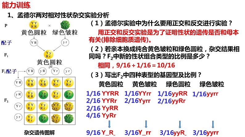 新教材备战高考生物一轮复习全考点精讲课堂  第11讲 基因的自由组合定律（课件）第8页