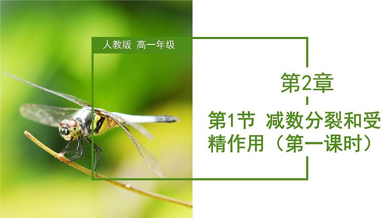 （人教版2019必修2）高一生物同步练习 2.1 减数分裂和受精作用（第一课时）（教学课件+课后练习+解析）01