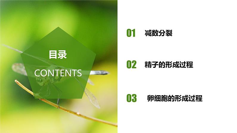 （人教版2019必修2）高一生物同步练习 2.1 减数分裂和受精作用（第一课时）（教学课件+课后练习+解析）02