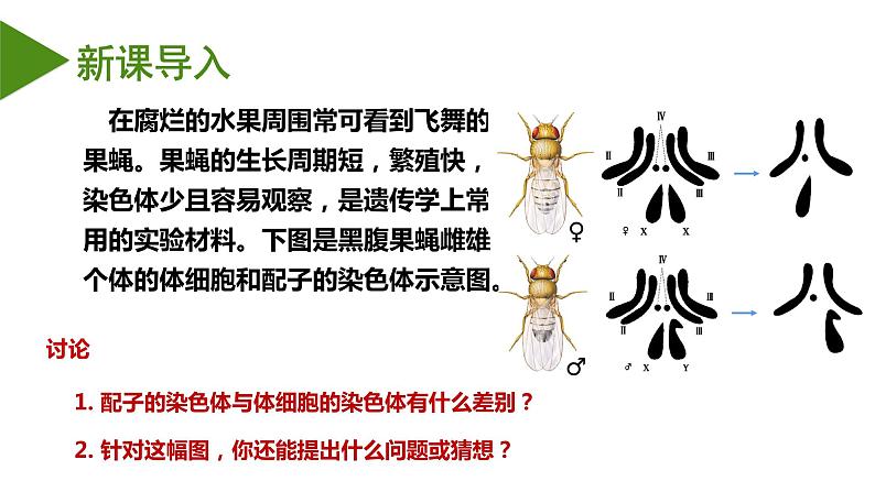 （人教版2019必修2）高一生物同步练习 2.1 减数分裂和受精作用（第一课时）（教学课件+课后练习+解析）03