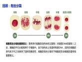 （人教版2019必修2）高一生物同步练习 2.1 减数分裂和受精作用（第一课时）（教学课件+课后练习+解析）