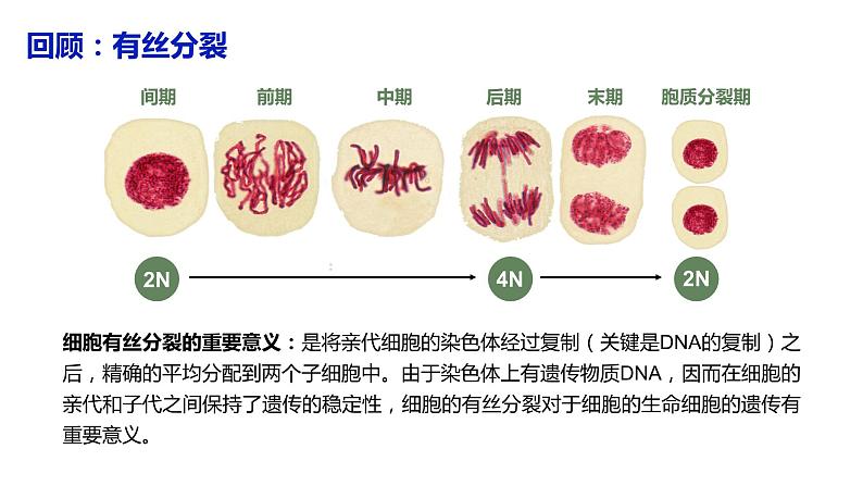 （人教版2019必修2）高一生物同步练习 2.1 减数分裂和受精作用（第一课时）（教学课件+课后练习+解析）05