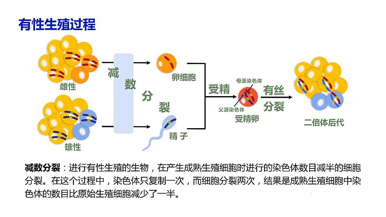 （人教版2019必修2）高一生物同步练习 2.1 减数分裂和受精作用（第一课时）（教学课件+课后练习+解析）06