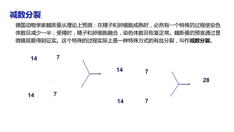 （人教版2019必修2）高一生物同步练习 2.1 减数分裂和受精作用（第一课时）（教学课件+课后练习+解析）07