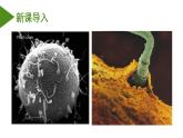 （人教版2019必修2）高一生物同步练习 2.1 减数分裂和受精作用（第二课时）（教学课件+课后练习+解析）