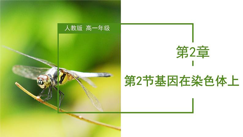 （人教版2019必修2）高一生物同步练习 2.2 基因在染色体上（教学课件+课后练习+解析）01