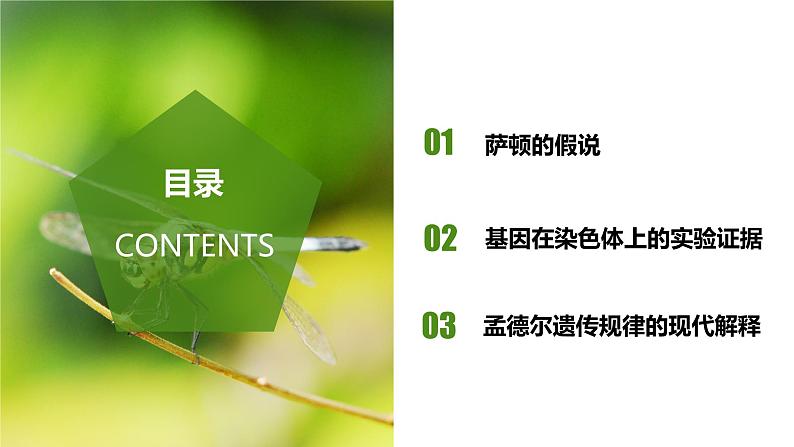 （人教版2019必修2）高一生物同步练习 2.2 基因在染色体上（教学课件+课后练习+解析）02