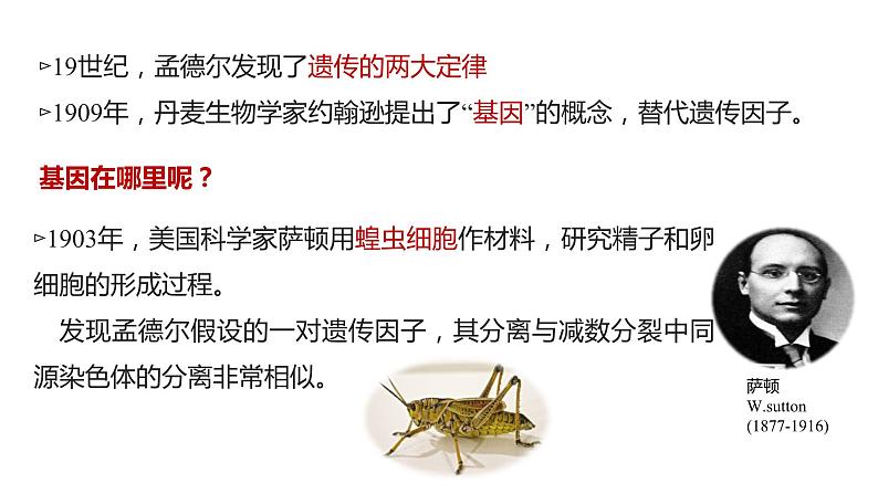 （人教版2019必修2）高一生物同步练习 2.2 基因在染色体上（教学课件+课后练习+解析）05