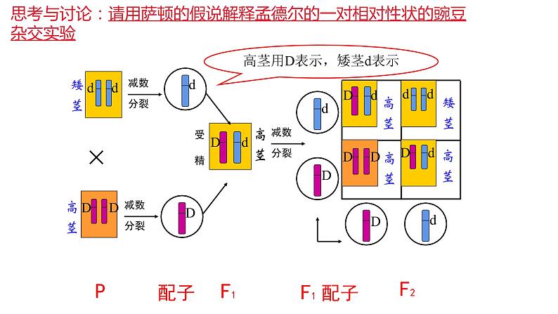 （人教版2019必修2）高一生物同步练习 2.2 基因在染色体上（教学课件+课后练习+解析）08