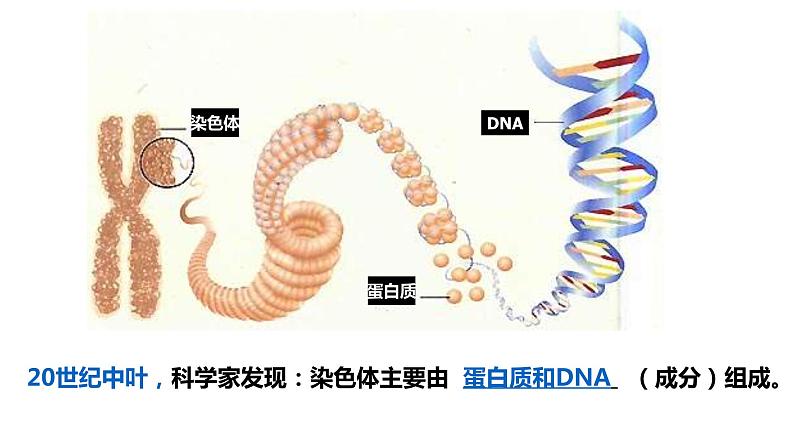 （人教版2019必修2）高一生物同步练习 3.1 DNA是主要的遗传物质（教学课件+课后练习+解析）05