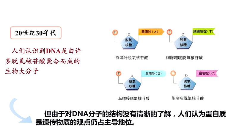 （人教版2019必修2）高一生物同步练习 3.1 DNA是主要的遗传物质（教学课件+课后练习+解析）06