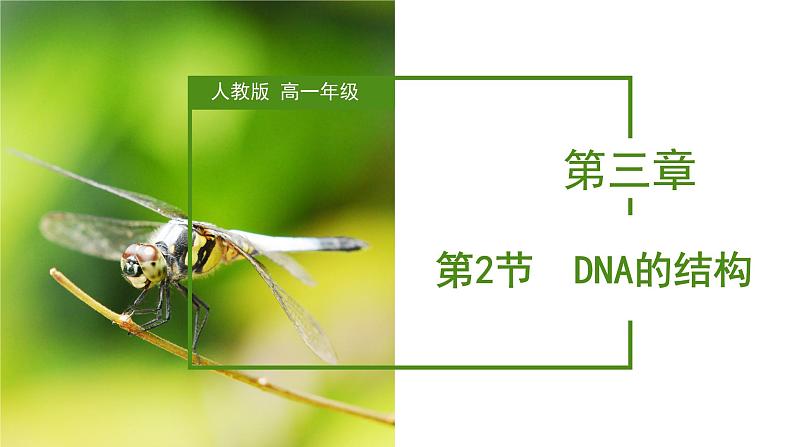 （人教版2019必修2）高一生物同步练习 3.2  DNA的结构（教学课件）第1页