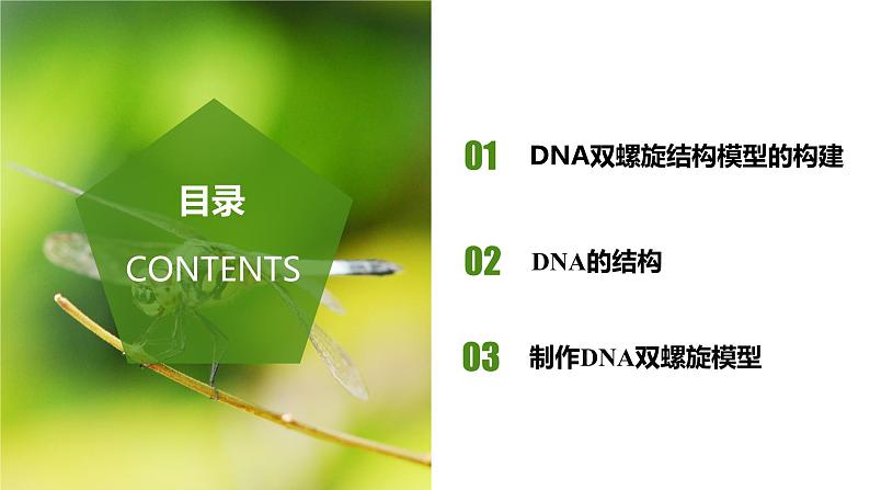 （人教版2019必修2）高一生物同步练习 3.2  DNA的结构（教学课件）第2页