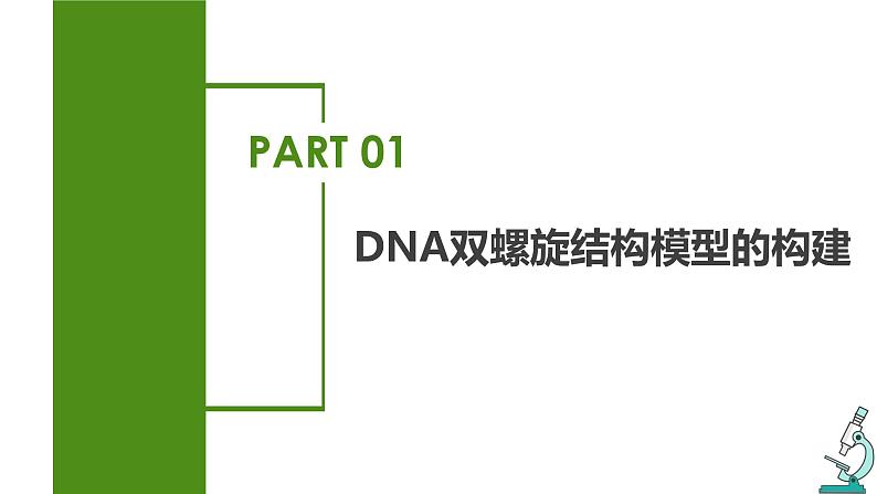 （人教版2019必修2）高一生物同步练习 3.2  DNA的结构（教学课件）第5页