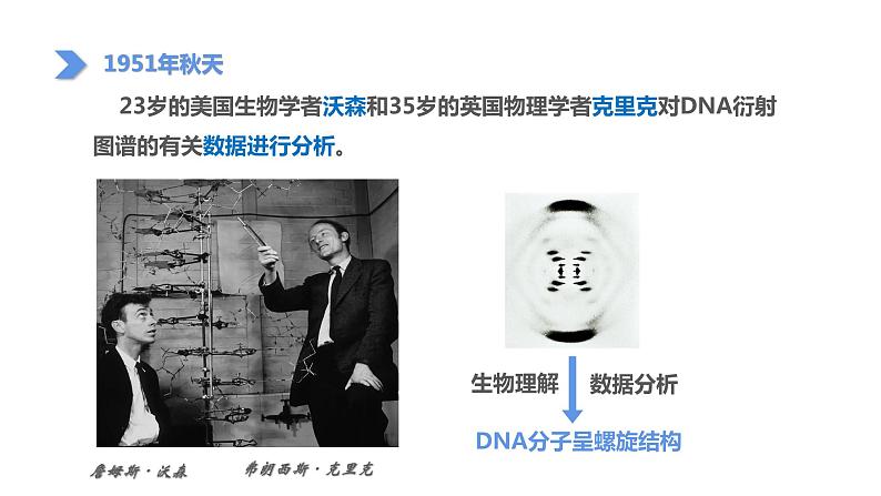 （人教版2019必修2）高一生物同步练习 3.2  DNA的结构（教学课件）第8页