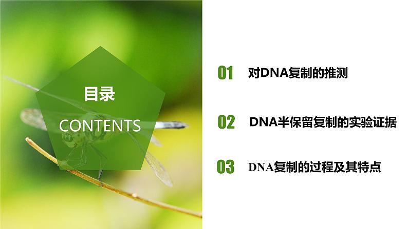 （人教版2019必修2）高一生物同步练习 3.3 DNA的复制（教学课件+课后练习+解析）02