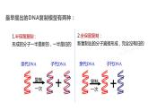 （人教版2019必修2）高一生物同步练习 3.3 DNA的复制（教学课件+课后练习+解析）