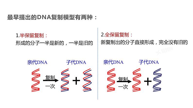 （人教版2019必修2）高一生物同步练习 3.3 DNA的复制（教学课件+课后练习+解析）05