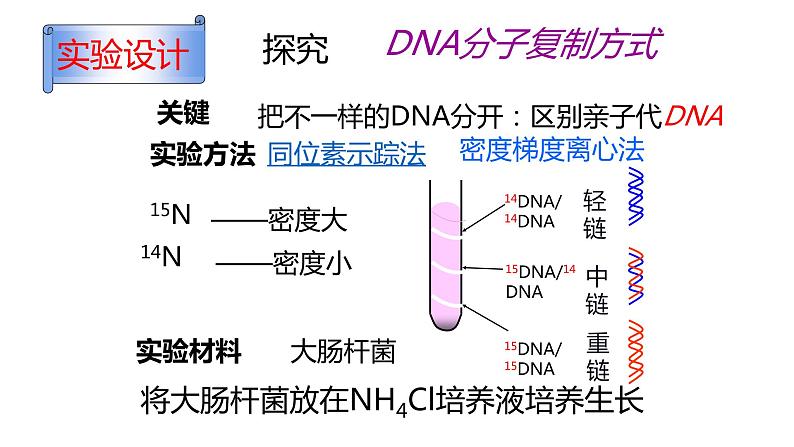 （人教版2019必修2）高一生物同步练习 3.3 DNA的复制（教学课件+课后练习+解析）07