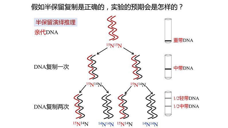 （人教版2019必修2）高一生物同步练习 3.3 DNA的复制（教学课件+课后练习+解析）08