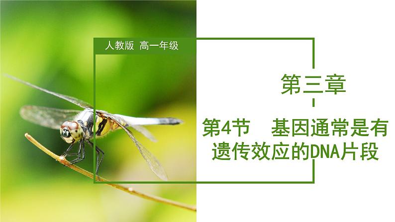 （人教版2019必修2）高一生物同步练习 3.4 基因通常是有遗传效应的DNA片段（教学课件+课后练习+解析）01