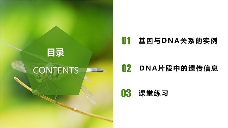 （人教版2019必修2）高一生物同步练习 3.4 基因通常是有遗传效应的DNA片段（教学课件+课后练习+解析）02