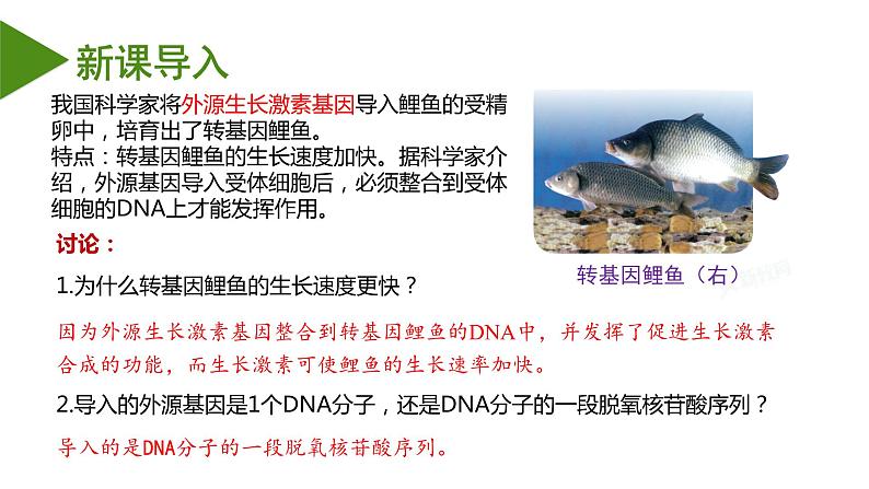 （人教版2019必修2）高一生物同步练习 3.4 基因通常是有遗传效应的DNA片段（教学课件+课后练习+解析）03