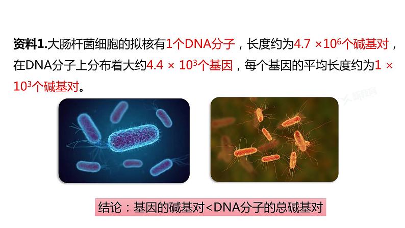 （人教版2019必修2）高一生物同步练习 3.4 基因通常是有遗传效应的DNA片段（教学课件+课后练习+解析）05