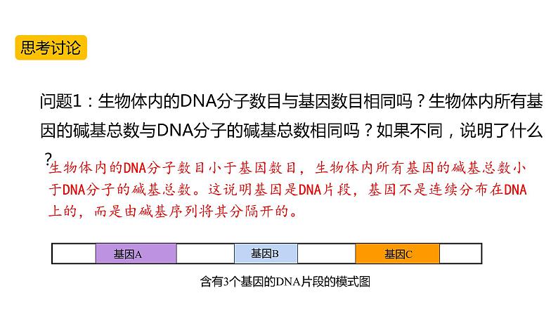 （人教版2019必修2）高一生物同步练习 3.4 基因通常是有遗传效应的DNA片段（教学课件+课后练习+解析）08