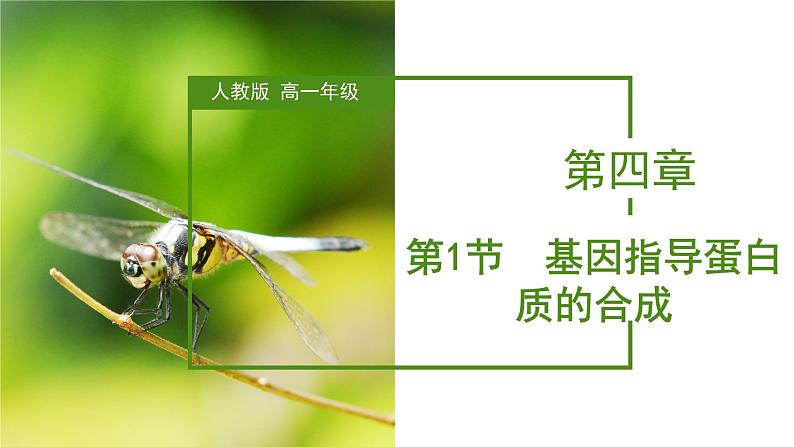 （人教版2019必修2）高一生物同步练习 4.1 基因指导蛋白质的合成（教学课件）第1页