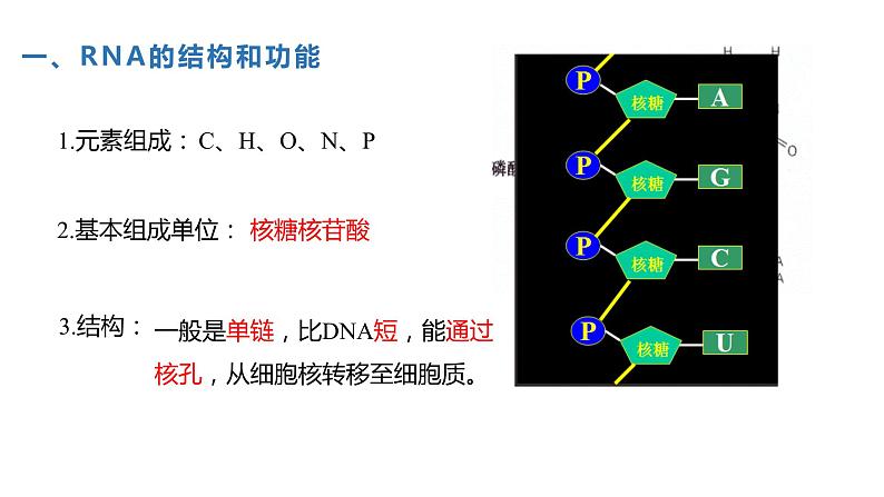 （人教版2019必修2）高一生物同步练习 4.1 基因指导蛋白质的合成（教学课件）第6页