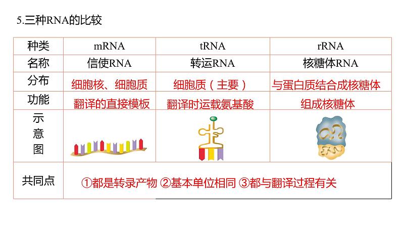 （人教版2019必修2）高一生物同步练习 4.1 基因指导蛋白质的合成（教学课件）第8页