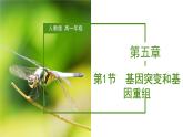 （人教版2019必修2）高一生物同步练习 5.1 基因突变和基因重组（教学课件+课后练习+解析）