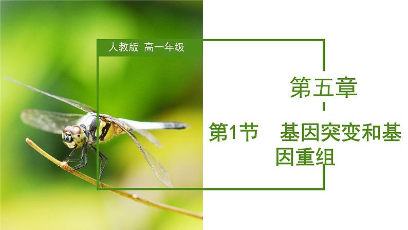 （人教版2019必修2）高一生物同步练习 5.1 基因突变和基因重组（教学课件）第1页