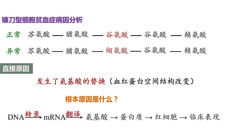 （人教版2019必修2）高一生物同步练习 5.1 基因突变和基因重组（教学课件）第7页