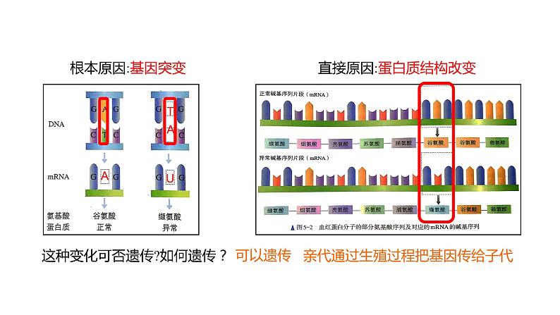 （人教版2019必修2）高一生物同步练习 5.1 基因突变和基因重组（教学课件）第8页