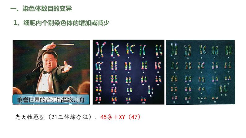 （人教版2019必修2）高一生物同步练习 5.2 染色体变异（教学课件）第6页