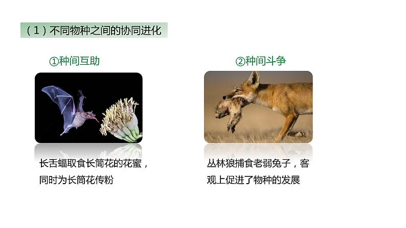 （人教版2019必修2）高一生物同步练习 6.4 协同进化与生物多样性的形成（教学课件）第7页