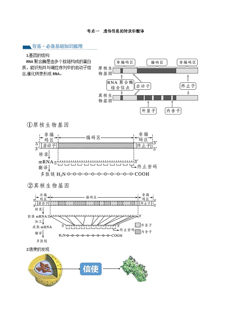 第22讲 基因的表达、基因与性状的关系（讲义）（教师版）第2页