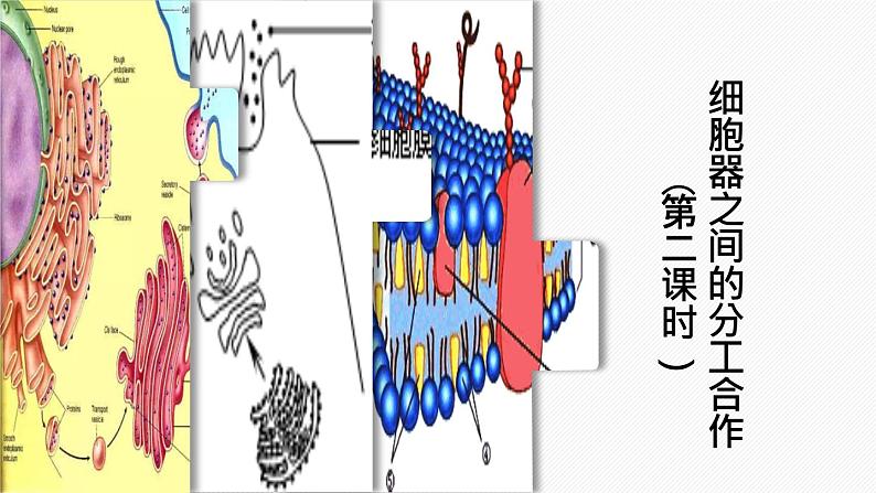 （人教版2019必修1）高一生物同步精品课件 3.2 细胞器之间的分工合作（精讲课件）（第2课时）第1页